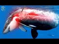 ORCA Superpredator Whale And Shark Killer 