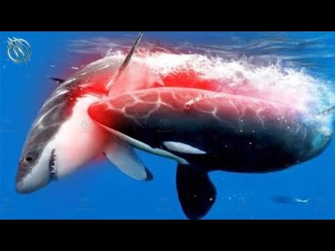 Video: Word elande deur orka-walvisse geëet?