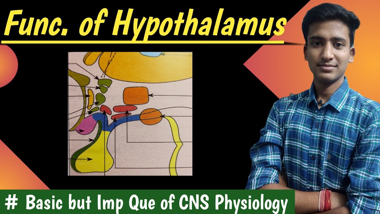 Function Of Hypothalamus CNS Physiology In Hindi By Ashish 