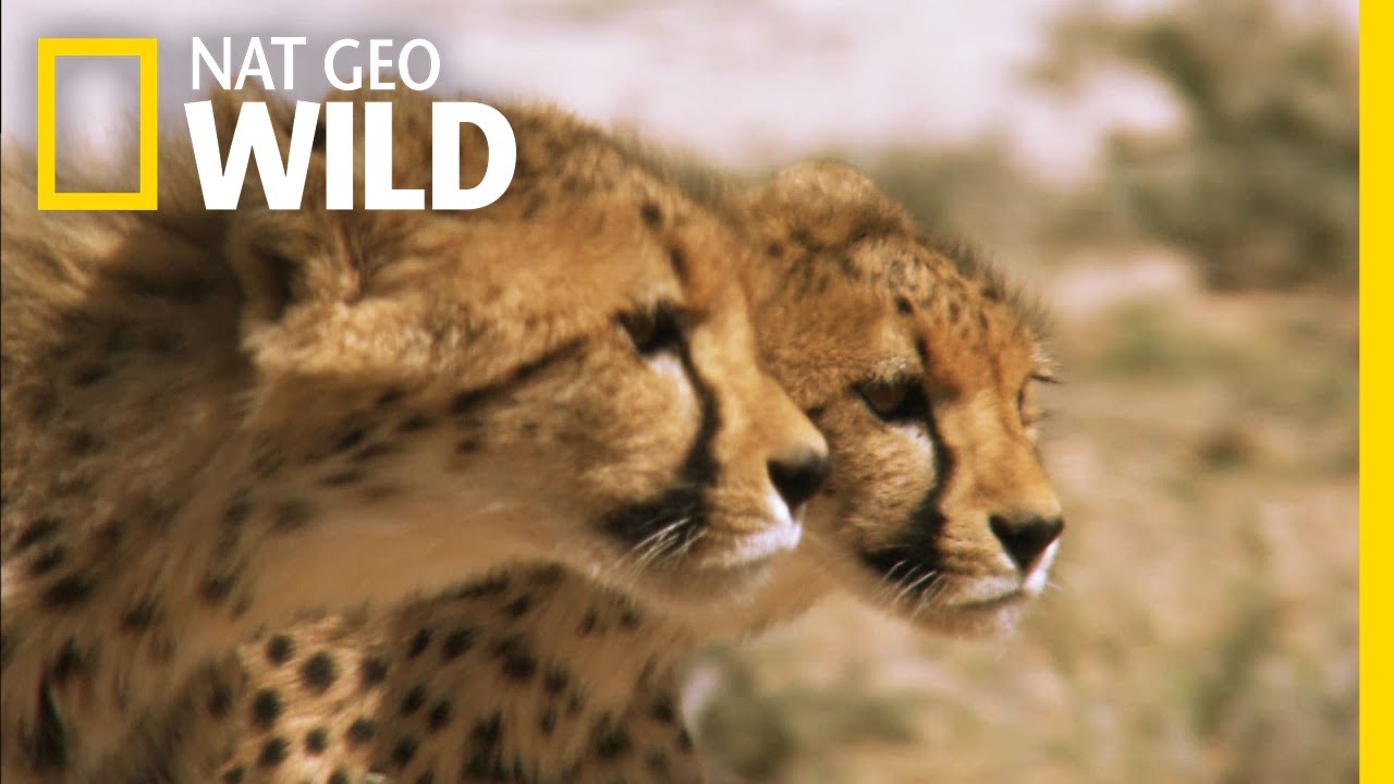 Cheetah Cubs on the Hunt | Nat Geo Wild - YouTube