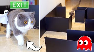 Cats vs Pacman Maze