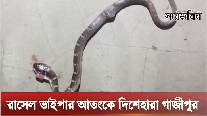 ২৮ জেলায় ছড়িয়েছে রাসেল'স ভাইপার | Russel's Viper এর আতঙ্কে গাজীপুর বাসী | Sorejomin Barta