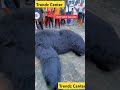 #gorilla #zoo #elephant #animals #africa #reggae #music #worldcup #animation #dance