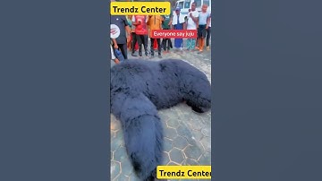 #gorilla #zoo #elephant #animals #africa #reggae #music #worldcup #animation #dance