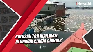 Cuaca Buruk, Ratusan Ton Ikan Mati Di Waduk Cirata Cianjur