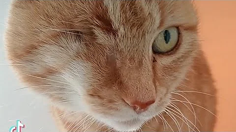 Watch the video about One Eyed European Shorthair Ginger Cat