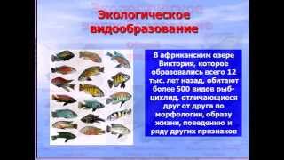 Видообразование и эволюция по Дарвину Видообразование и эволюция по Дарвину