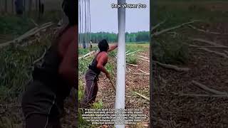 Manual Eucalyptus Tree Harvesting by Hand #worker #process #eucalyptus #forestry #logging