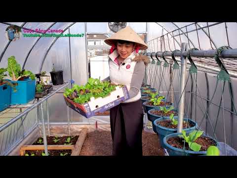 Video: Trồng Củ Cải Trong Cuộn Giấy Vệ Sinh: Cách Trồng Củ Cải Ngay Trong Vườn