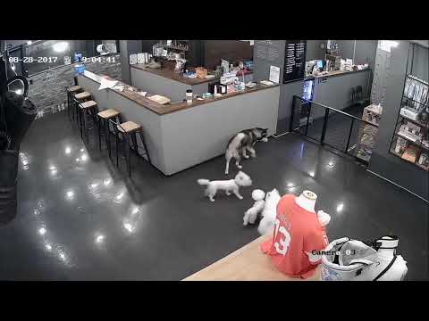 Video: Cesur Köpek Cinsel Saldırıdan Hoomanını Kurtarır