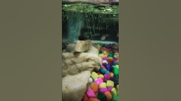 Thumbnail of Duckweed aquarium plant ☘️ root growth|014 Ajay.R