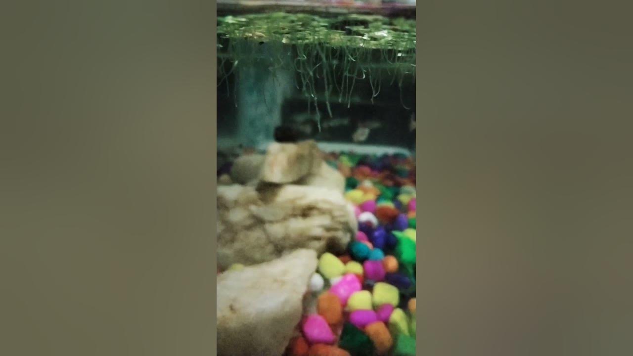 Duckweed aquarium plant ☘️ root growth|014 Ajay.R Duckweed aquarium plant ☘️ root growth|014 Ajay.R