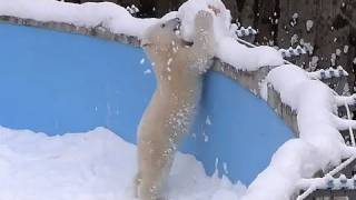 ホッキョクグマ アイラの大玉遊び~Polar Bear raised big snow ball