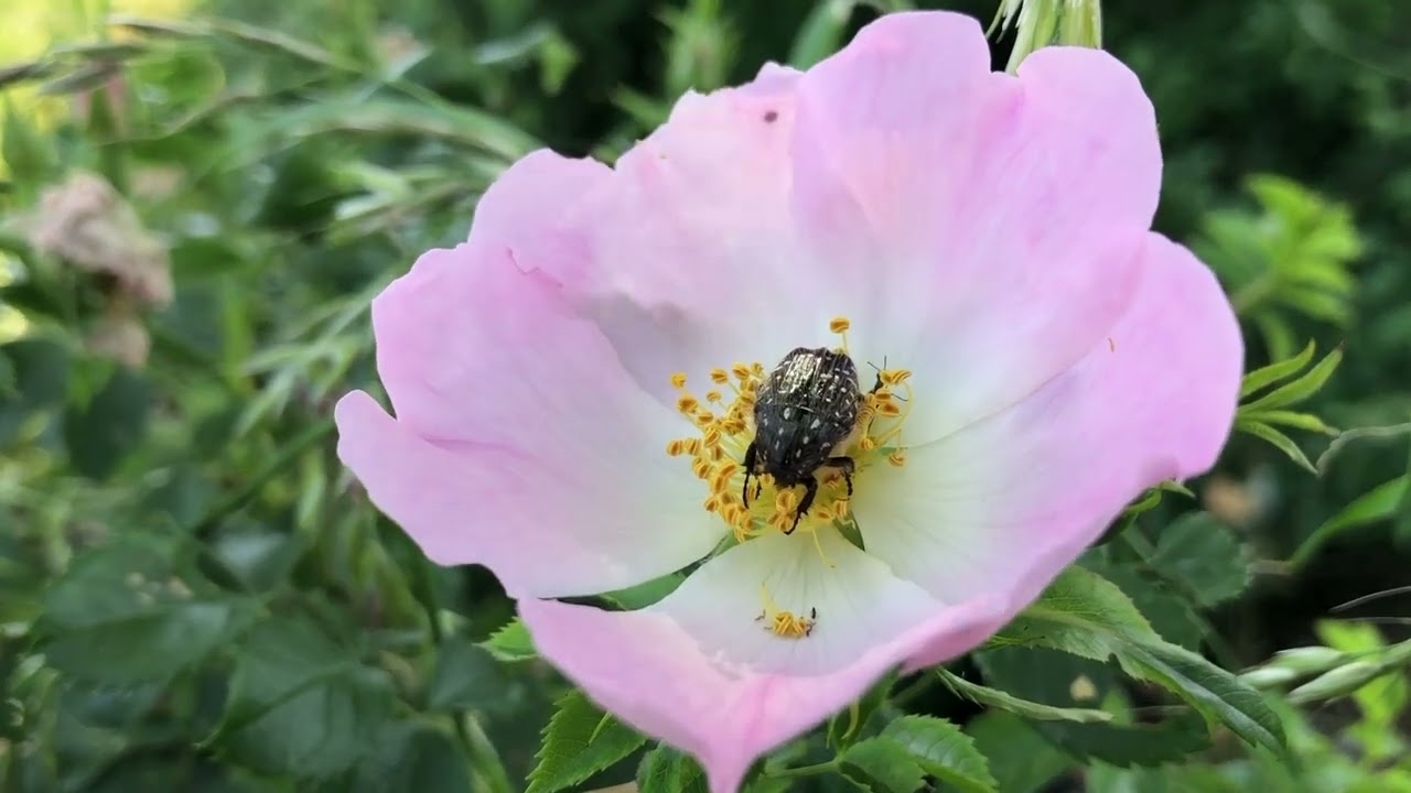 Trauer-Rosenkäfer Oxythyrea funesta