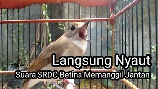 Suara Pancingan SRDC Betina gacor memanggil Jantan