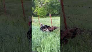Missouri Gobbler picks up decoy at 4yds