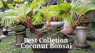 #coconutbonsai Best collection of  Bli Santi