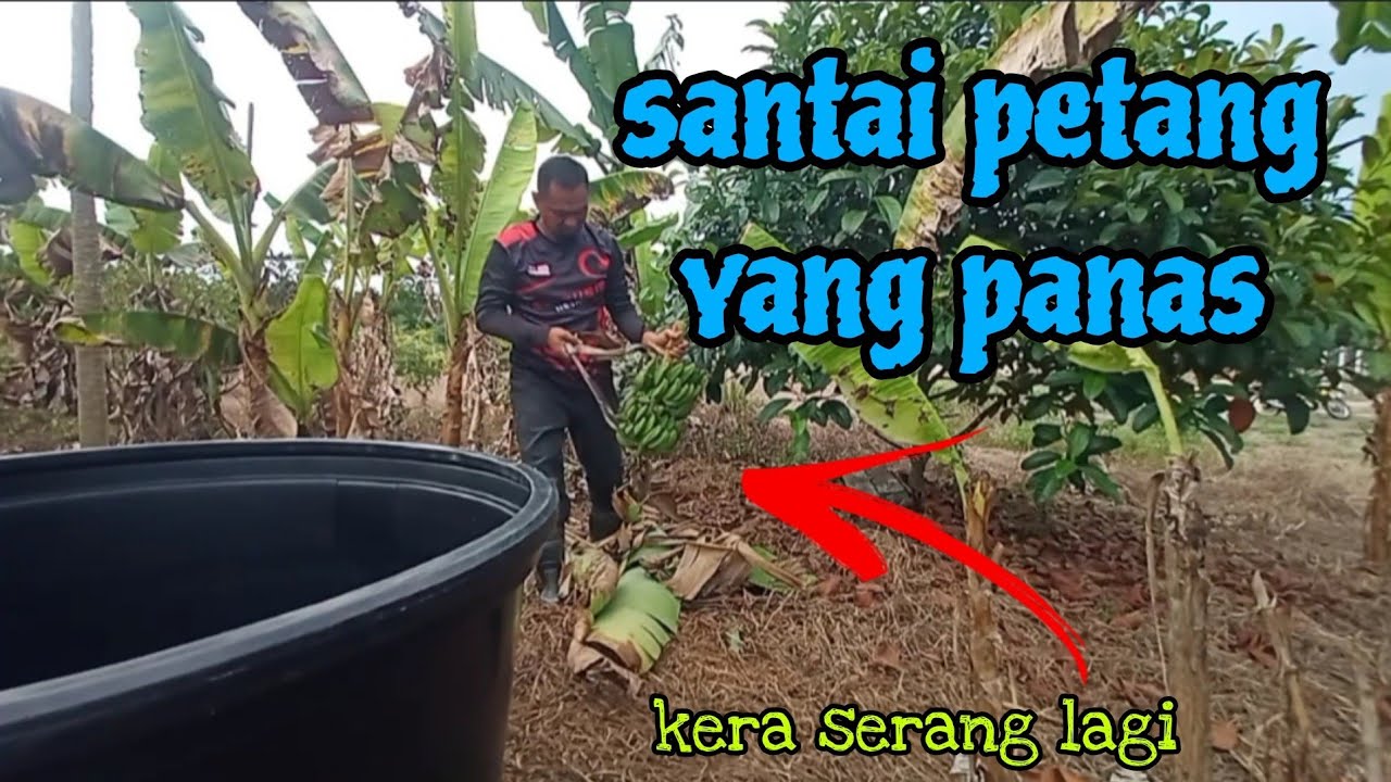 [Episod1094] himpunan cerita sepetang di kebun abah😁