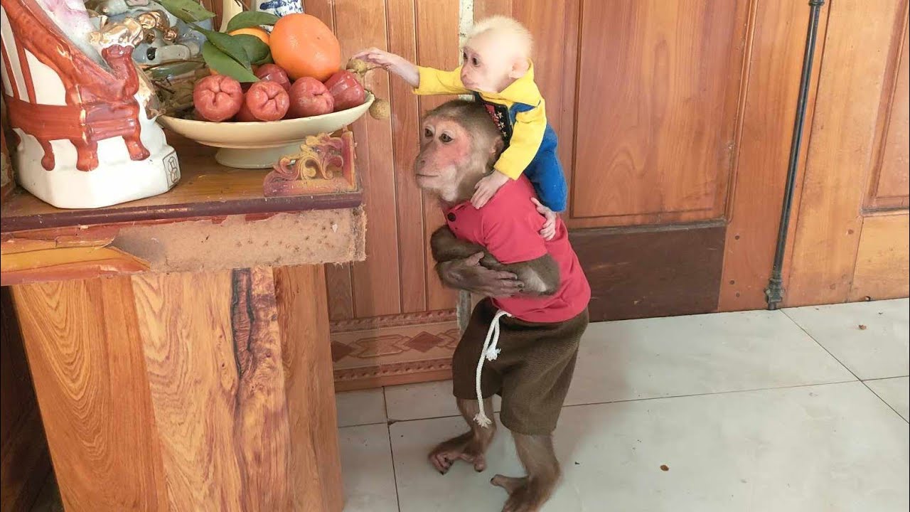 Super Cute! Baby monkey Su, KuKu, MiMi | Best Compilation - YouTube