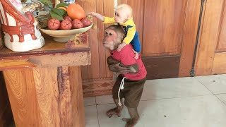 Super Cute! Baby monkey Su, KuKu, MiMi | Best Compilation