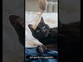 FunCatyBaby - Black Lies Still Radiator Hums Background