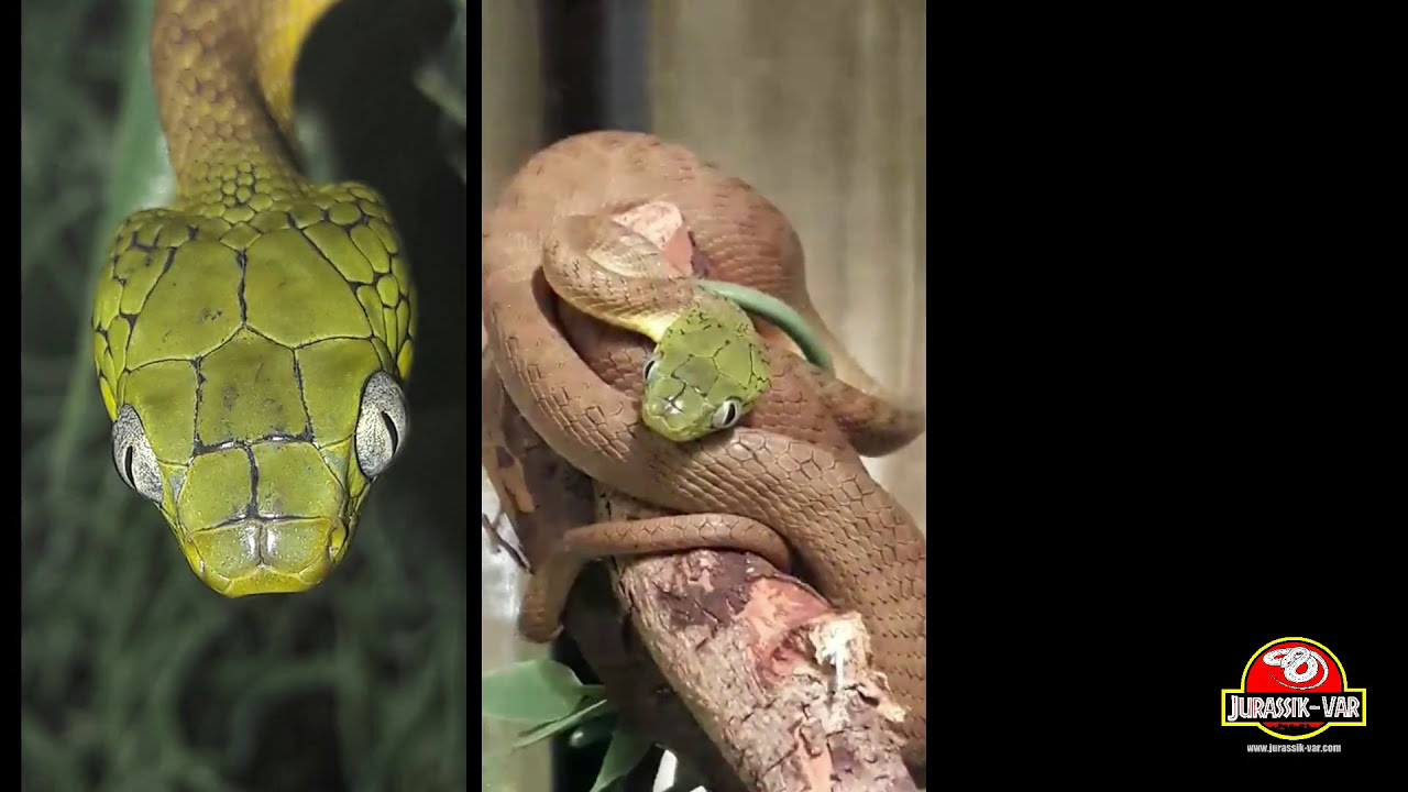 asian garden 0.1 Boiga cyanea : our female eating at night on defrozen...