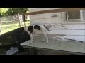 Dog Training Table on a Budget Dog Training Table on a Budget