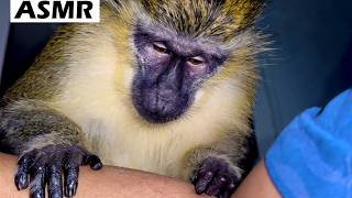 Asmr Monkey Amazing Primal Grooming Sounds (sleep, Tingles, Destress, Magic)