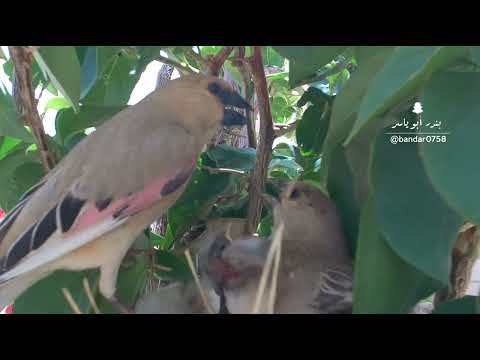 حسون الصحراوي Rhodospiza Obsoleta