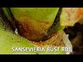 Sansevieria rust rot