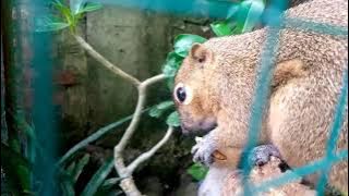 mini aviary isi bajing kelapa || Bajing Daily