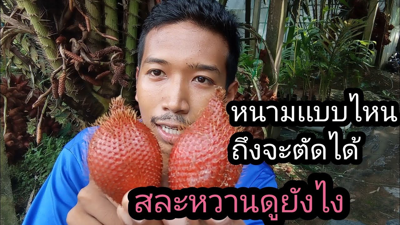 เเนะนำวิธีการเก็บเกี่ยวผลสละสุมาลีเเบบไหนถึงจะตัดขายได้ พร้อมเเนะเเนวทางการตลาดในเเบบของผม
