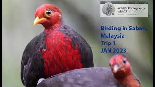 Birding in Sabah - Trip 1 - Jan 2023