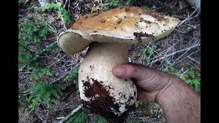 The Intrepid Forager: Episode 12 King Bolete