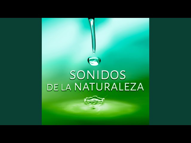 Academia de Música con Sonidos de la Naturaleza - Magia del Color