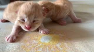 Cute Persian Kittens by Persian Cat 168 views 10 months ago 1 minute, 1 second