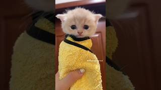 The Little Kitten Is Meowing