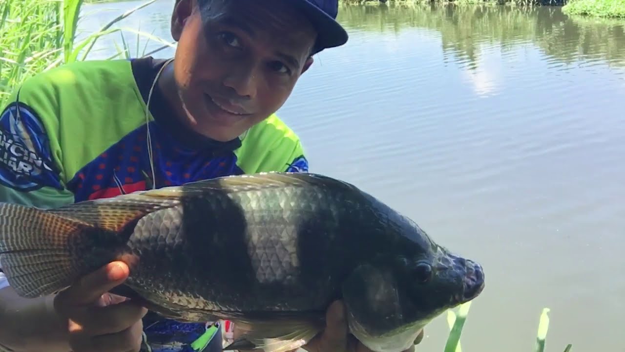 Mancing ikan nila babon umpan lumut pesta strek di sungai ini