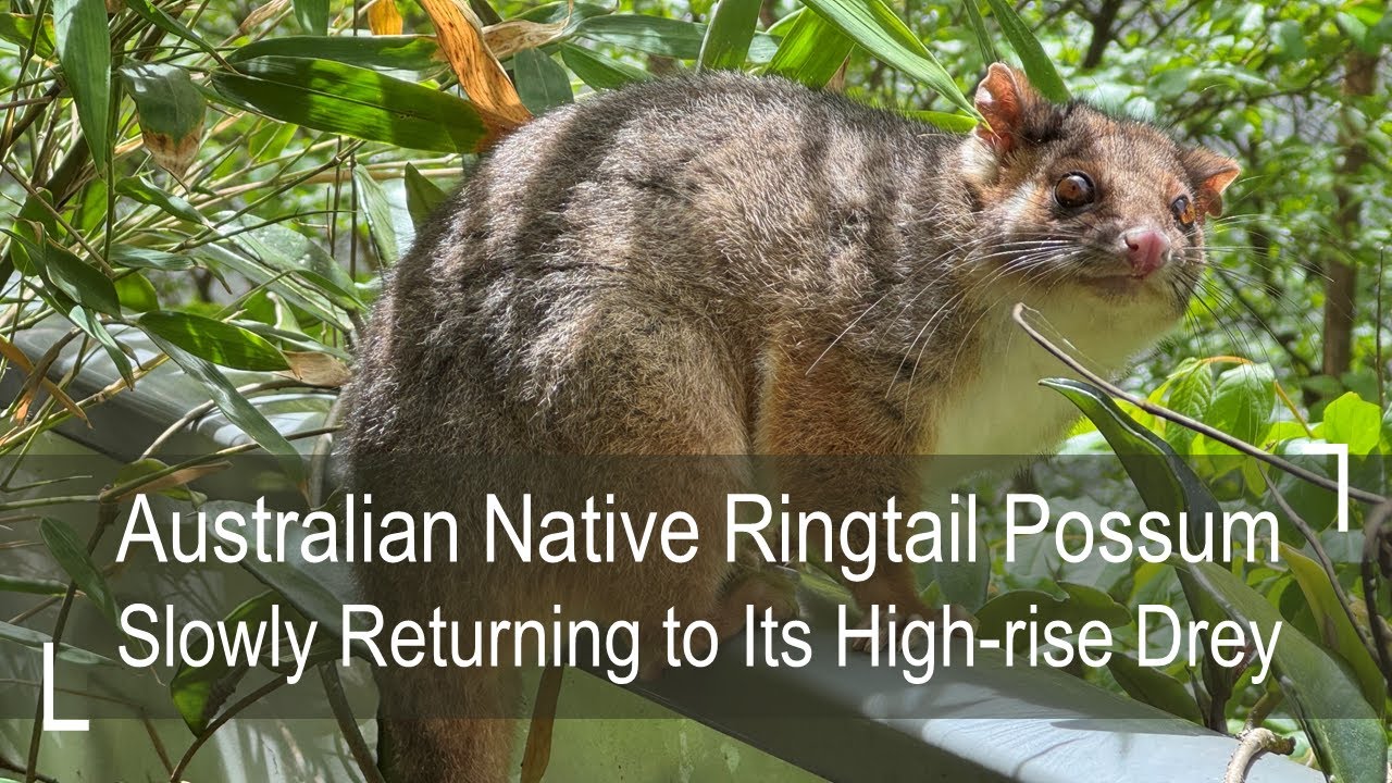 Australian Native Ringtail Possum Slowly Returning to Its Drey on a Sydney High-rise