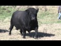 The Art of Breeding Cattle