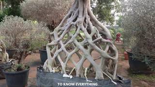 85 Years old Bridal Ficus Plants | Ficus Plants for Sale | palla venkanna Nursery , Kadiyam
85 Years old Bridal Ficus Plants | Ficus Plants for Sale | palla venkanna Nursery , Kadiyam
one of the Indias largest nursery
costliest plants in the world ficus tress/plants
plants for sale
contact:
http://www.pallavenkannanursery.com/contacts.html 85 Years old Bridal Ficus Plants | Ficus Plants for Sale | palla venkanna Nursery , Kadiyam