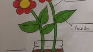 Les parties d'une plante