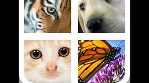Close Up Animals 2015 - Level 3 Answers