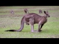 In The Land Of Kangaroos