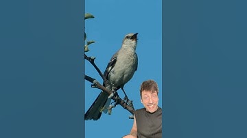 The Mockingbird has an infinite food source