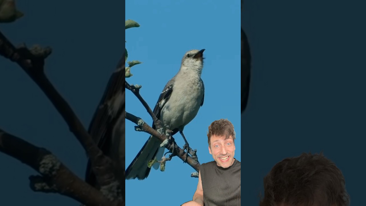 У пересмешника бесконечный источник пищи