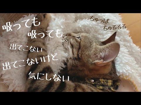 ほれほれぱんぱんポコスカぽんぺん Youtube ほれほれぱんぱんポコスカぽんぺん Youtube