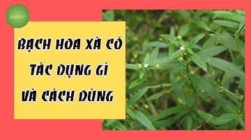 Bạch hoa xà thiệt thảo có tác dụng gì? Cách dùng bạch hoa xà thiệt thảo đúng cách