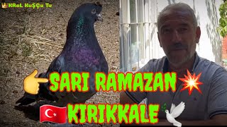 Taklacı Güvercin Oyun Kuşu Sari Ramazan Kirikkale