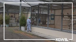 'Yet another' monkey death at Oregon research center sparks backlash